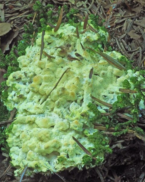 Farbphotographie eines grünlichen Pilzes