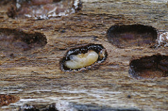 Farmbild einer Borkenkäferlarve in einem Baumstamm