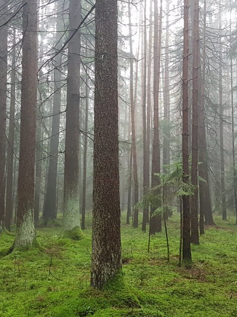 Wald im Nebel - Ramplach