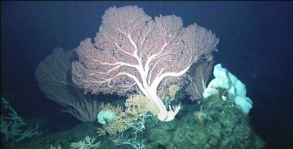 Koralle Paragorgia Arborea