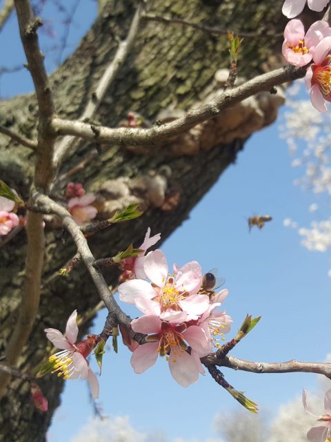 Mandelblüte Photo mit Biene