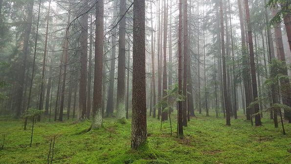 Photo: Wald im Nebel. Ökologisch-literarische Diskurse
